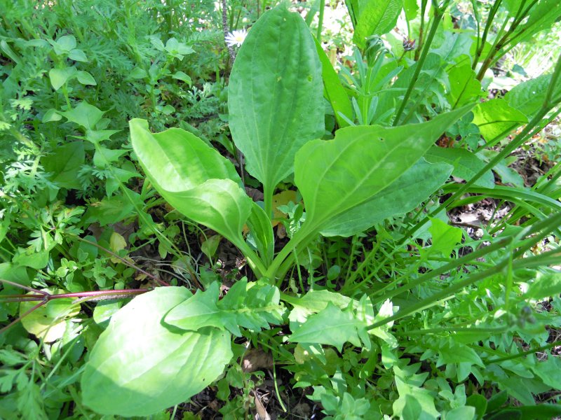 Plantago major